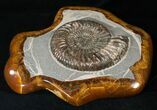 Russian Ammonite (Speetoniceras) - Argyllite Base #15593-2